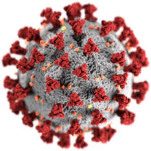 Image of the coronovirus. Coronaviruses derive their name from the fact that under electron microscopic examination, each virion is surrounded by a “corona,” or halo. 